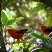 Bioacoustics research illustration